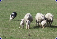 pasení ovcí.jpg